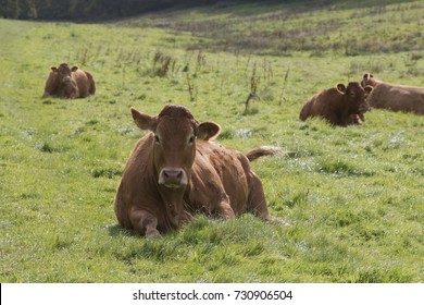 Brown Cow Sitting On Grass