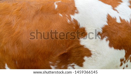 Brown cow skin texture. Agriculture. Smooth surface.