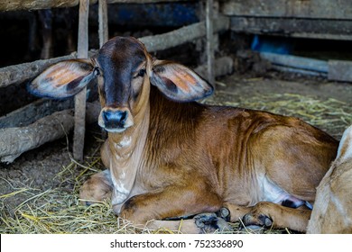 Brown Cow Sleeping Stock Photo 752336890 | Shutterstock