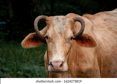 A brown cow standing up to look