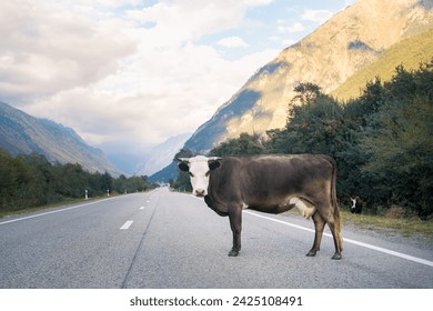 Brown cow standing on an empty country road