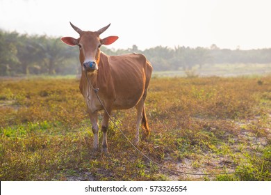 Brown Cow Standing Smart On Grass Field Against The Evening Light. Cow Fun