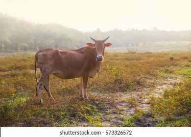 Brown Cow Standing Smart On Grass Field Against The Evening Light. 