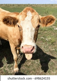 A Brown Cow Sticking Its Tongue Out.