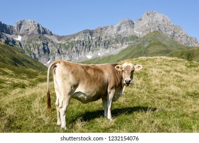 Brown cow that graze at Furenalp over Engelberg on the Swiss alps