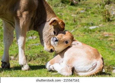 Brown Cow Through The Catalan Pyrenees, Spain