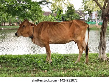 The Brown Cow Is Very Thin. It Is Eating Grass.