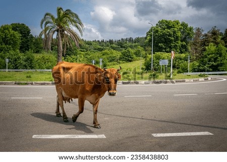 Brown cow walking by the roundabout road with palm trees in background