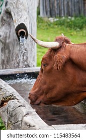 Brown cow watering from a fount