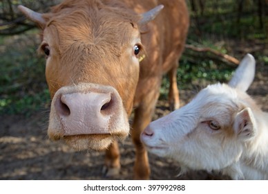 Brown Cow And A White Goat On The Farm