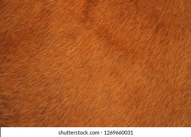 A Brown Cowhide