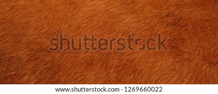 a brown cowhide