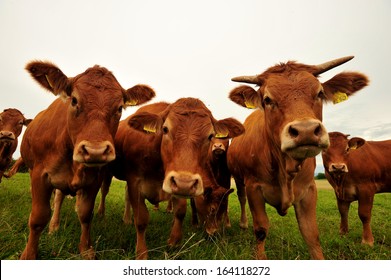 Brown Cows, Bulls