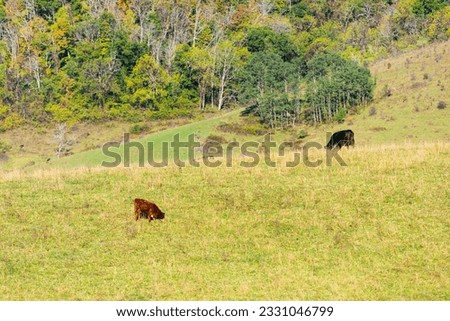 Brown cows grazing far distant on pasture staring in Virginia farms countryside meadow field with green grass in Alleghany or Bath county