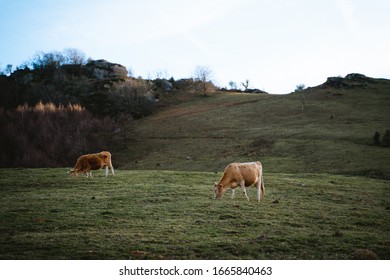 Brown Cows Grazing On A Big Open Field In The Countryside Of Basque Country