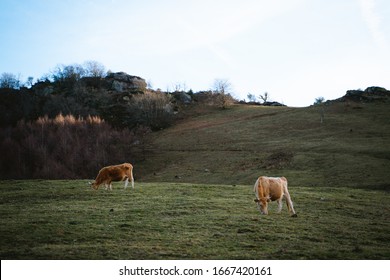 Brown Cows Grazing On A Big Open Field In The Countryside Of Basque Country