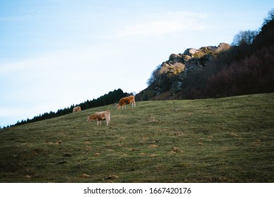 Brown Cows Grazing On A Big Open Field In The Countryside Of Basque Country