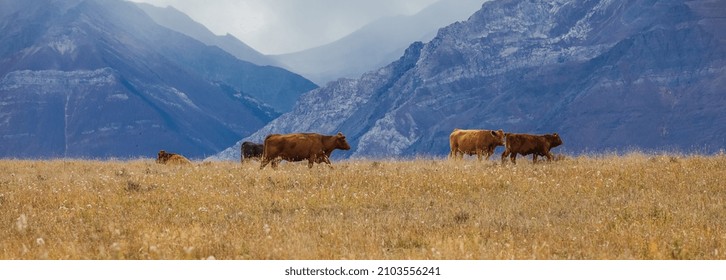 Brown Cows Grazing On A Pasture In The Mountains In Canada. Autumn Landscape With Cows Grazing On Mountain Pastures. No People, Selective Focus, Travel Photo, Copy Space For Text