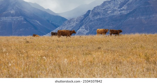 Brown Cows Grazing On A Pasture In The Mountains In Canada. Autumn Landscape With Cows Grazing On Mountain Pastures. No People, Selective Focus, Travel Photo, Copy Space For Text