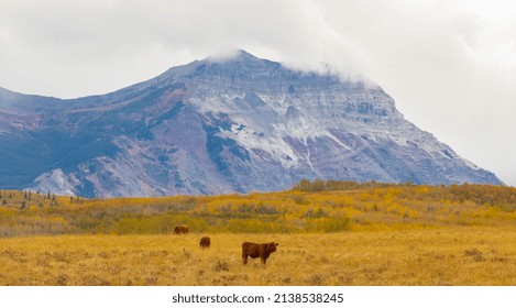 Brown Cows Grazing On A Pasture In The Mountains In Canada. Autumn Landscape With Cows Grazing On Mountain Pastures. No People, Selective Focus, Travel Photo, Copy Space For Text