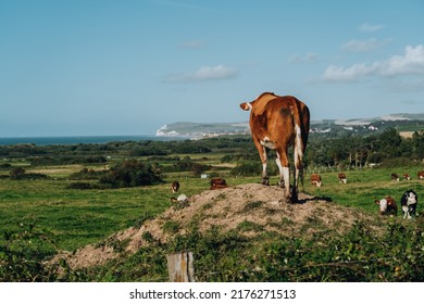 Brown cows grazing in a valley in France looking over Cap Blanc Nez and the Atlantic ocean, Wissant