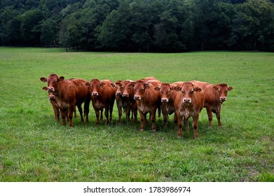 Brown cows looking in the same direction in the middle of a green field