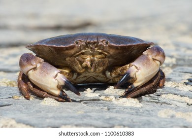 Cancer Crab Hd Stock Images Shutterstock