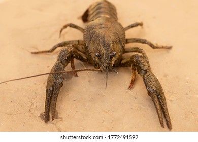 Brown Crayfish Lying On The Ground Close-up