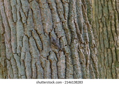 A Brown Creeper Climbs A Tree At Lake St. Clair Metropark, In Harrison Township, Michigan.