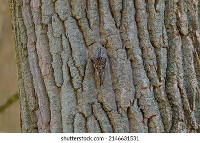 A Brown Creeper Climbs A Tree At Lake St. Clair Metropark, In Harrison Township, Michigan.