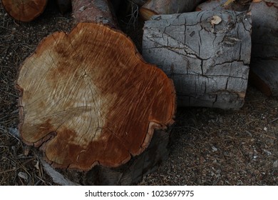 Brown Cross Section Of Gray Cut Logs From An Avacado Tree.