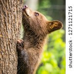 Brown cub tries to climb large tree.