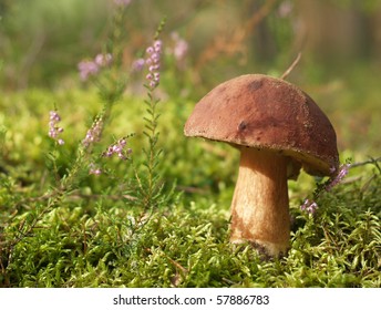 Brown cup mushroom on moss in forest