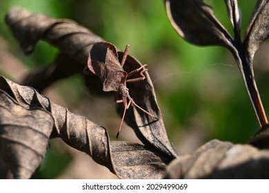 The Brown Curled Leaves Are Crawled By The Brown Bedbug