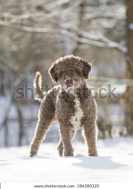 Brown Curly Haired Dog Standing Snow Animals Wildlife Parks