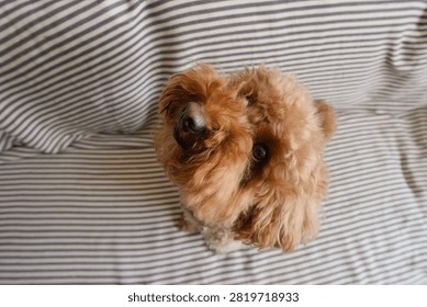 Brown curly-haired cockapoo dog sitting, tilting head, looking attentively at camera from above
