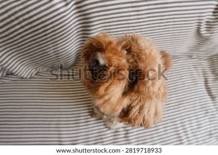 Brown curly-haired cockapoo dog sitting, tilting head, looking attentively at camera from above