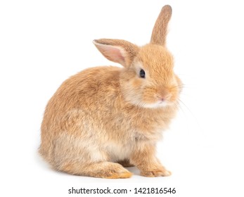 Small Red Bunny On Isolated White Stock Photo (Edit Now) 562790971