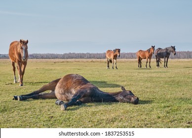 The brown cute horse sleeps peacefully on his side, lying on the grass, and snores. A herd of horses grazes in a pasture late autumn. Copy space