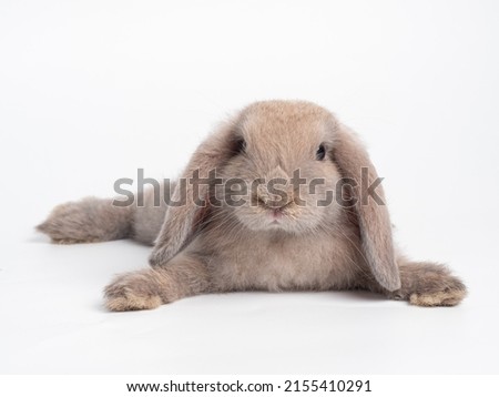 Brown cute rabbit lie down  on white background. Lovely action of holland lop rabbit.