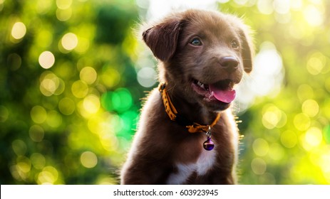Brown cute smile Labrador Retriever puppy with spring foliage bokeh and sunset light abstract. Head shot of adorable dog with green leaf background and space for text.