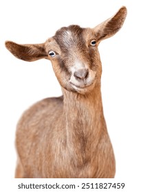 Brown Cute Smiling Goat Face Head Isolated on White Background