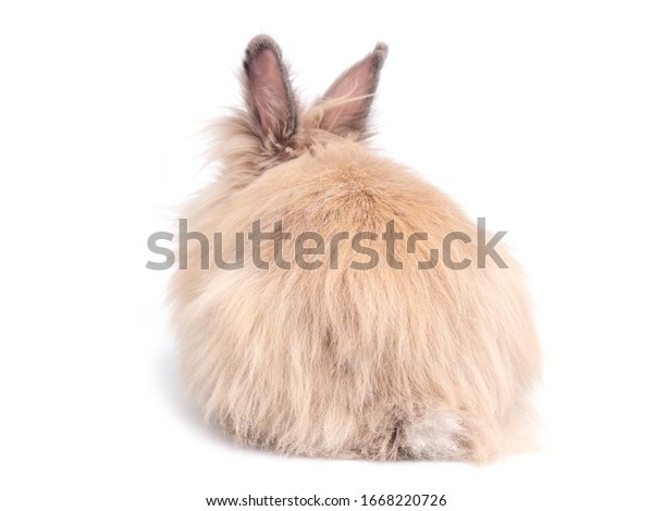 白い背景に茶色のかわいいテディベアのウサギが横になっています ウサギの尻尾 おかしくて素敵な行動 の写真素材 今すぐ編集