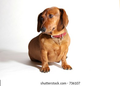 brown dachshund dog in red collar sitting