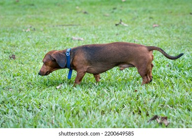 Brown Dachshund Dog Walking On The Field. Side View.