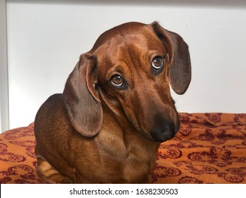 Brown Dachshund Funny Dog Portrait Looking Guilty