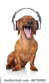 Brown Dachshund listen music in headphones