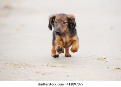 Brown Dachshund Puppy Running Outdoors