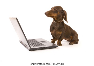 Brown Dachshund Working On Laptop On White Ground