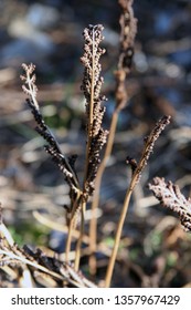 brown dead curled fern stalks 